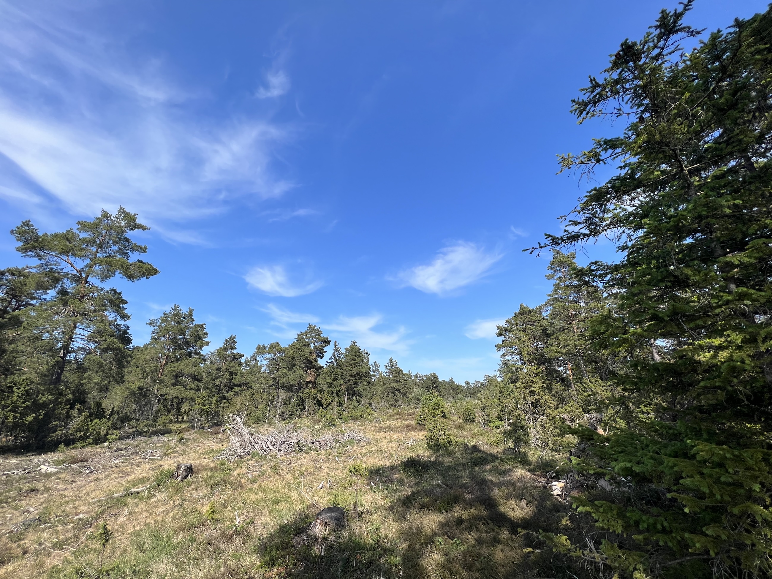 Kalkbarrskog på Gotland.