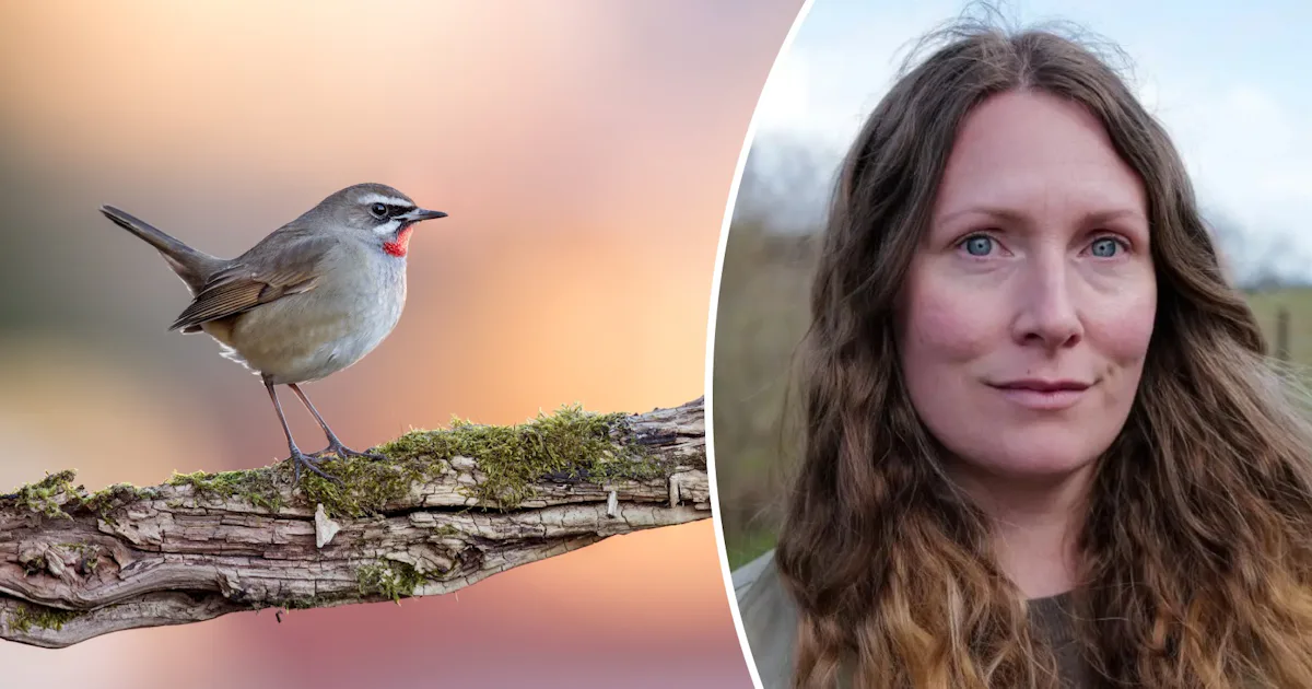 Får rubinnäktergal plats i Sommar i P1?