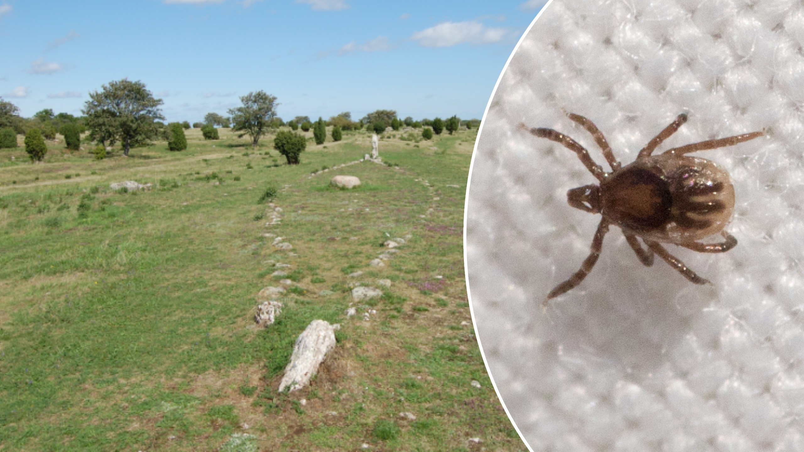 Karums alvar på Öland och infälld fästing.