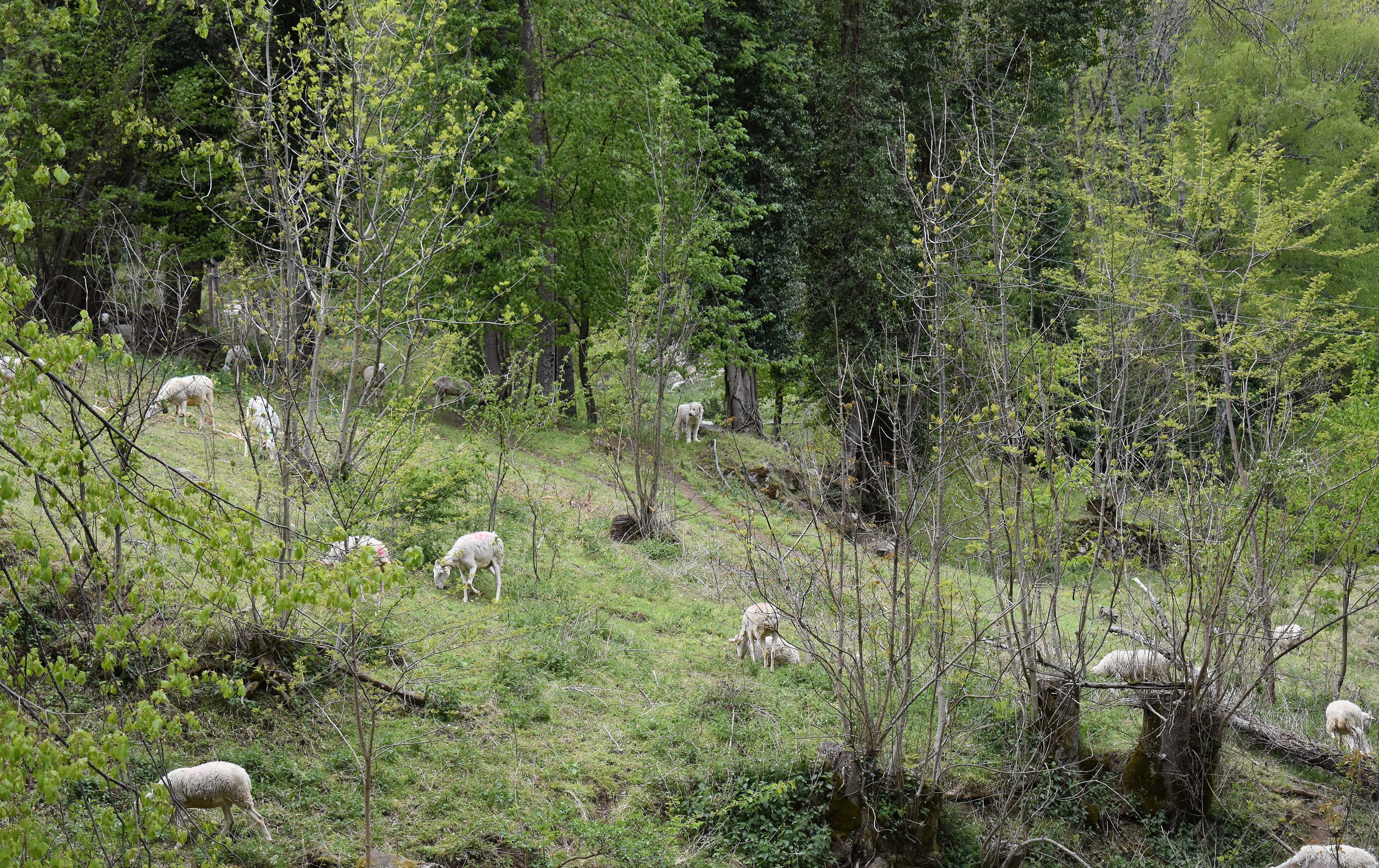 Vakthund som övervakar får i Frankrike.