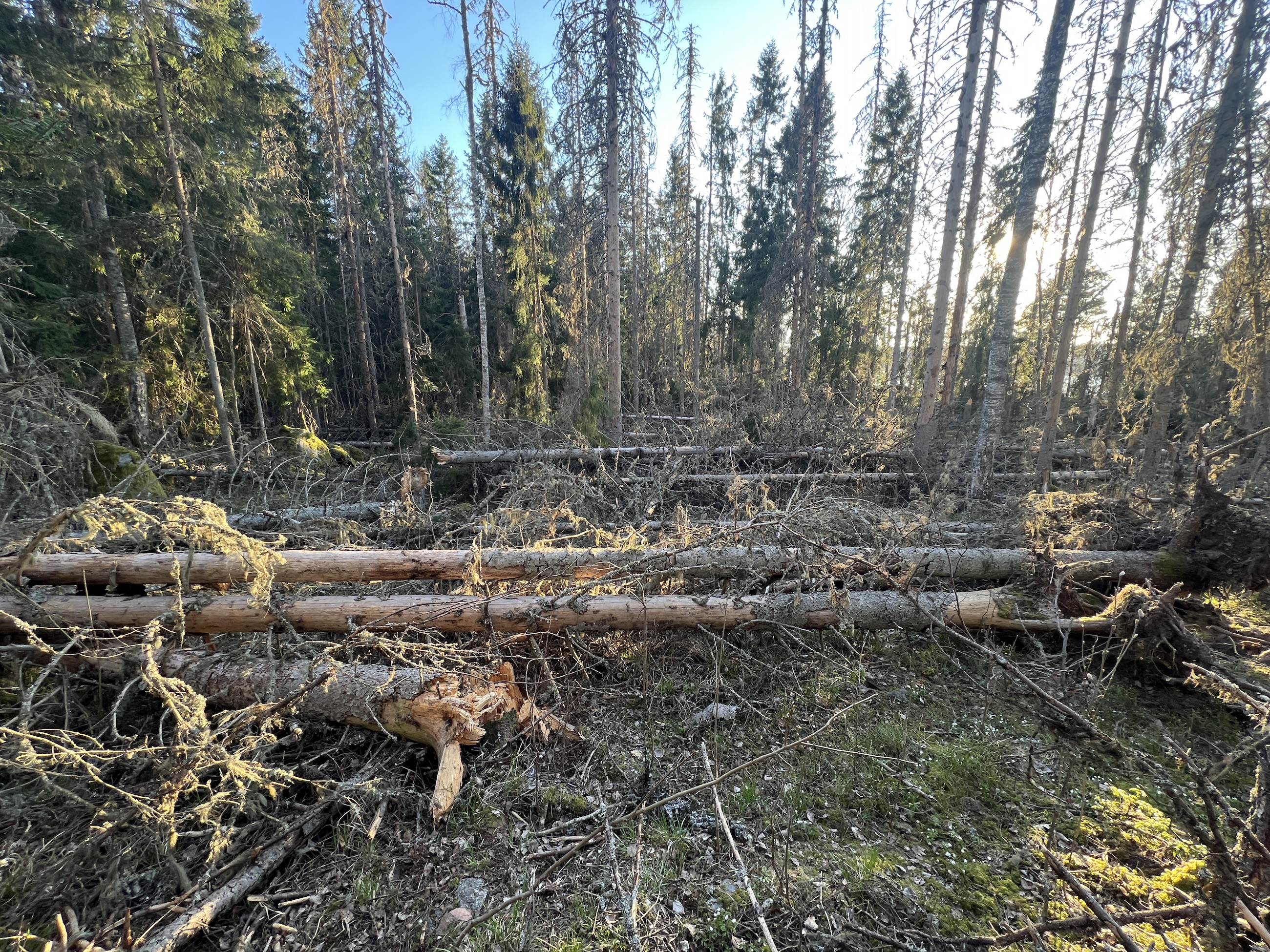 Träd som fallit i storm.