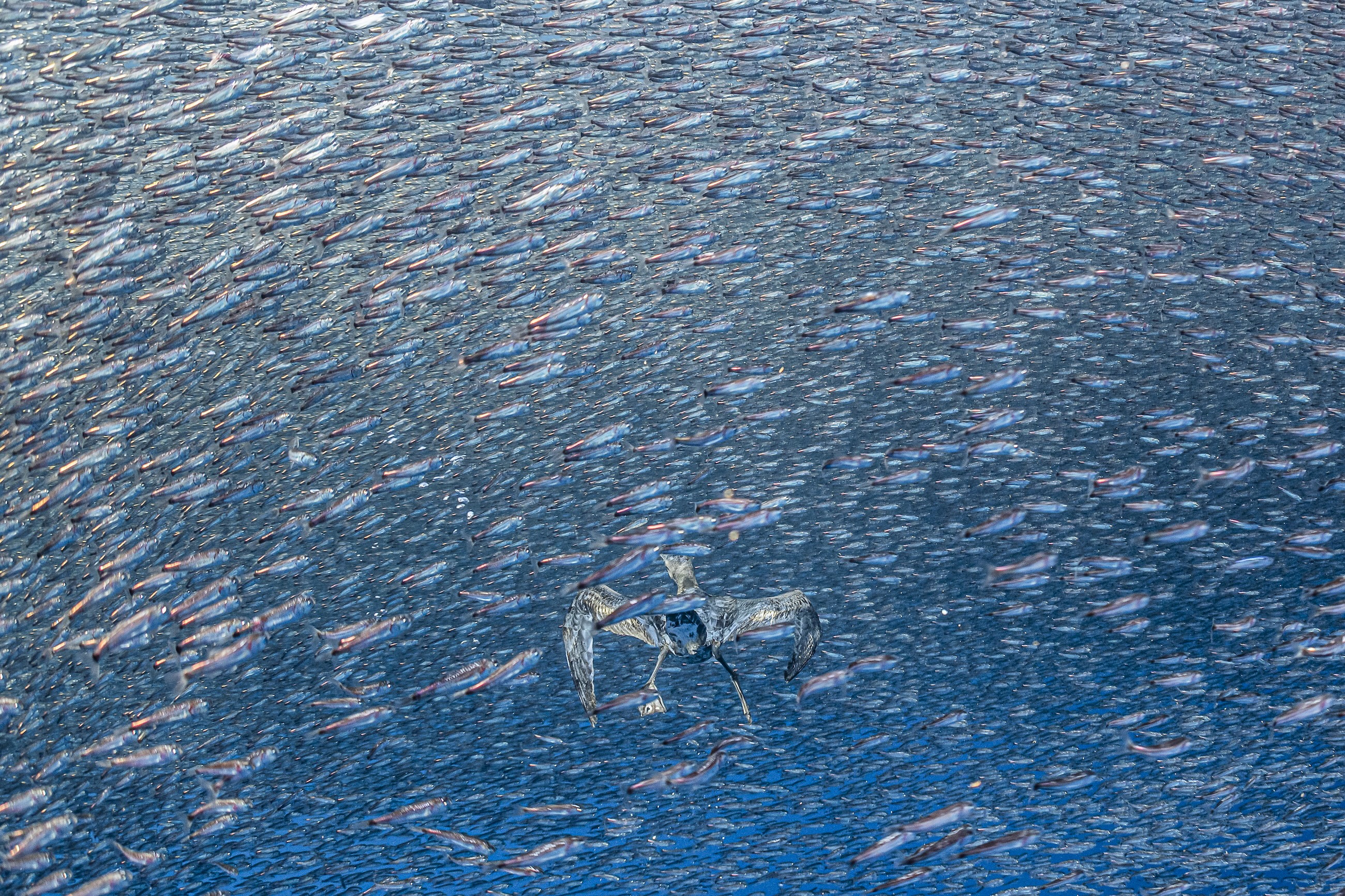 "Shearwater's dilemma" – vinnare i kategorin Ocean.