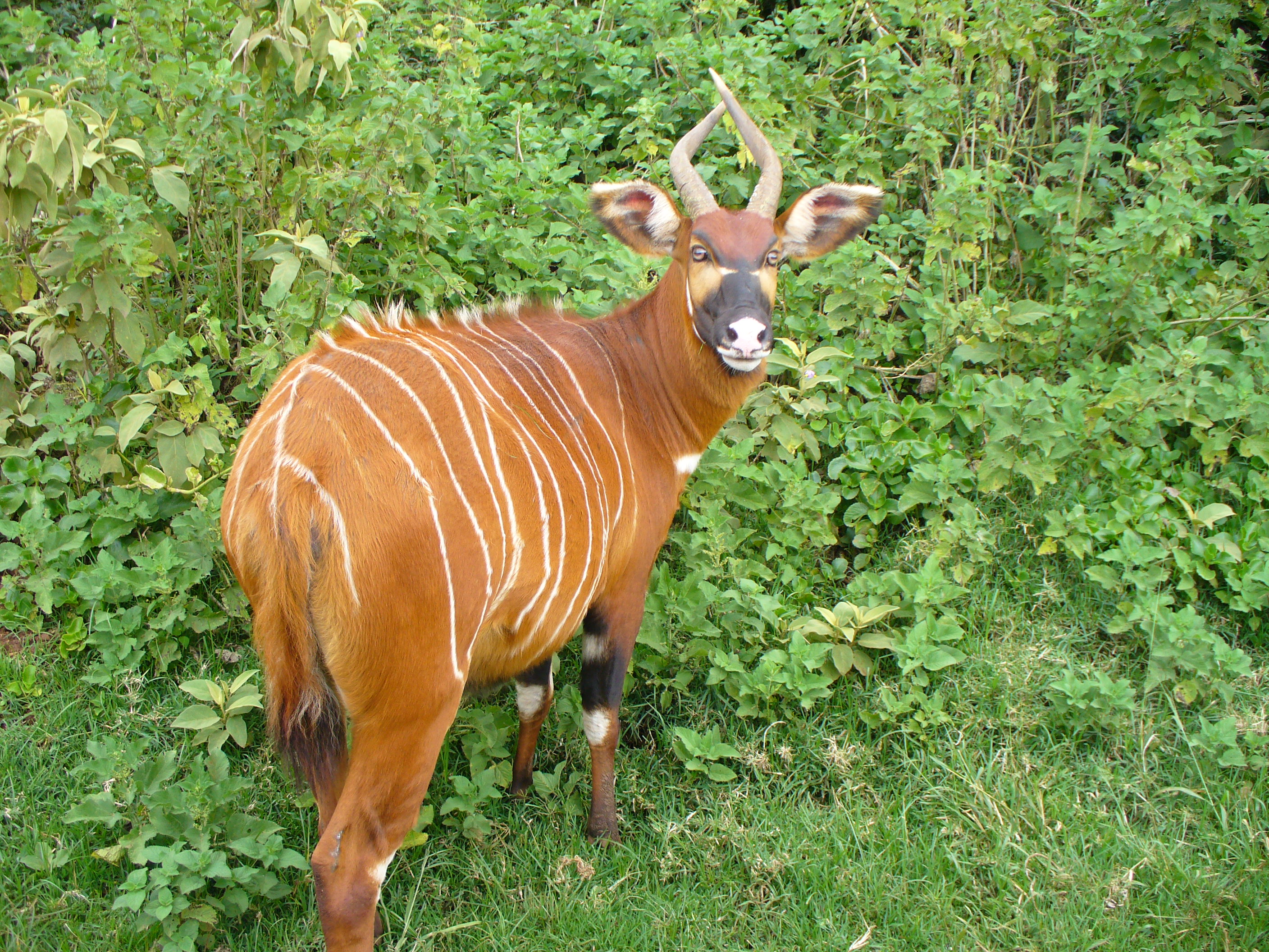 Antilopen bongo.