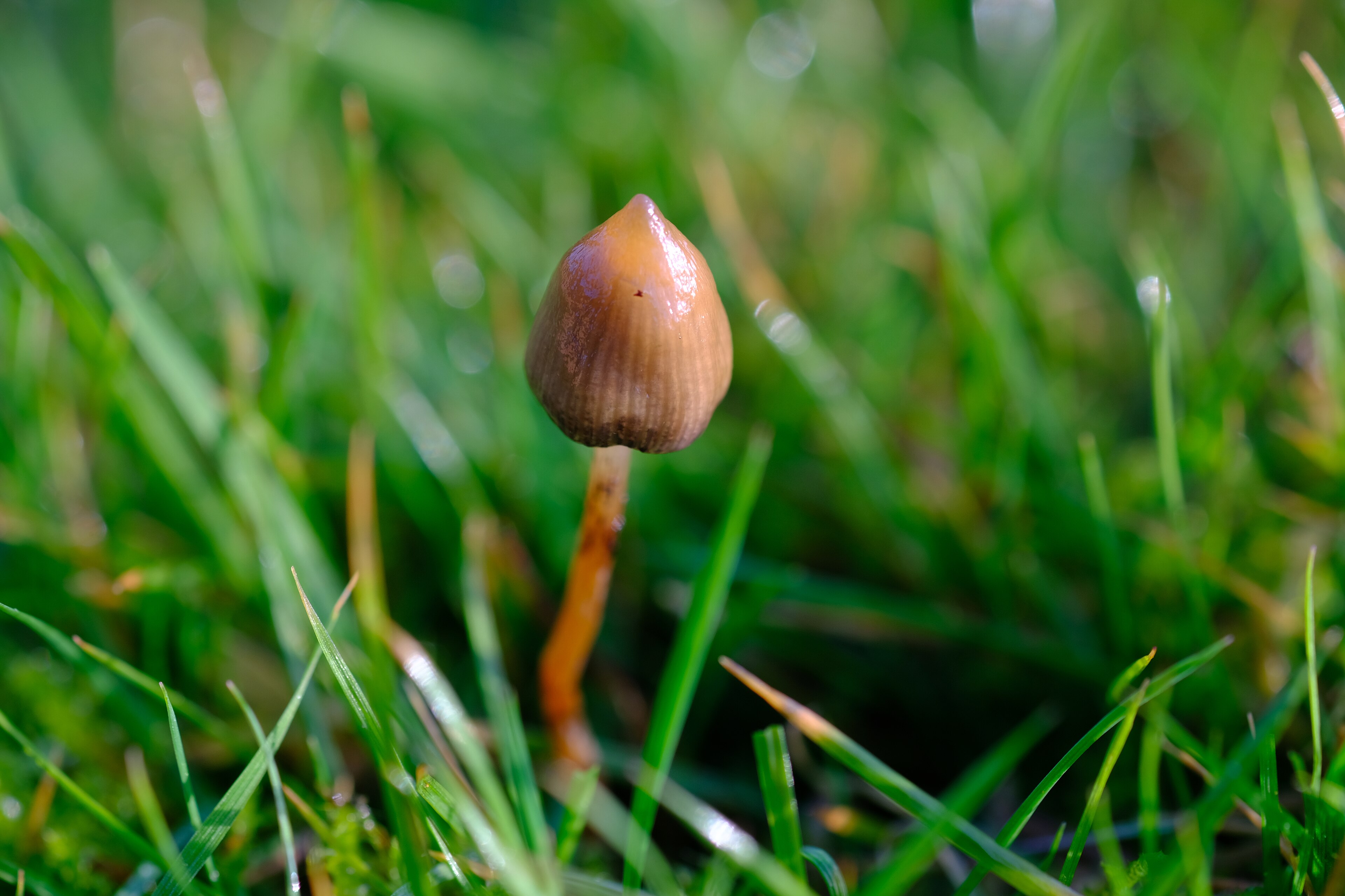 Toppslätskivling innehåller höga halter av psilocybin. Svampen är narkotikaklassad i Sverige, vilket innebär att den är olaglig att plocka, odla eller inneha.
