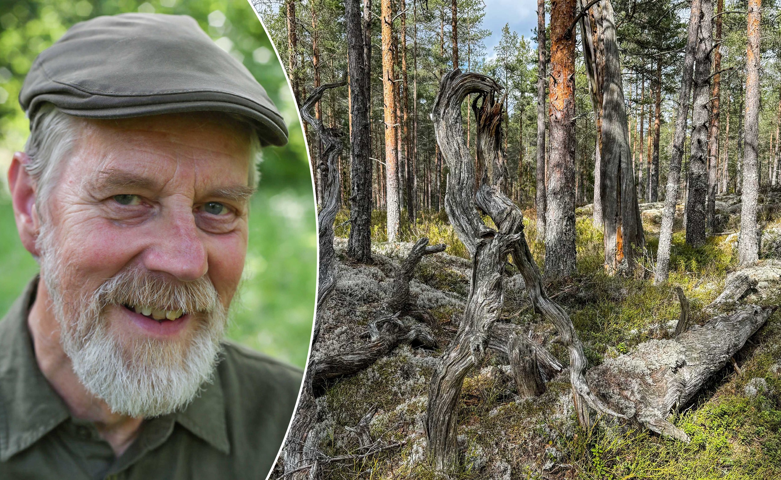 Ola Engelmark är växtekolog, författare och skogsbonde.