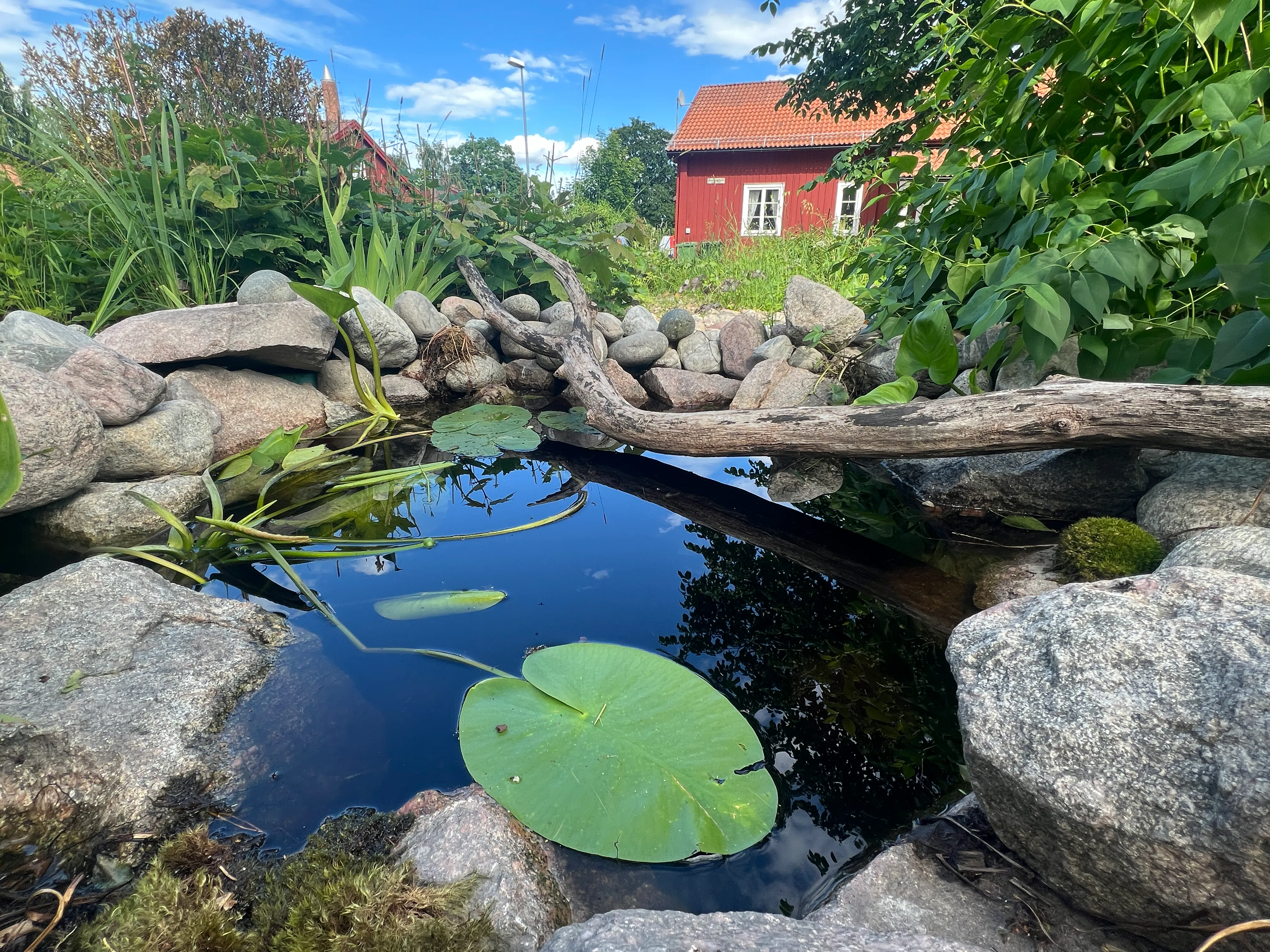 Ödetomten som omvandlades till gemensam odling och samlingsplats