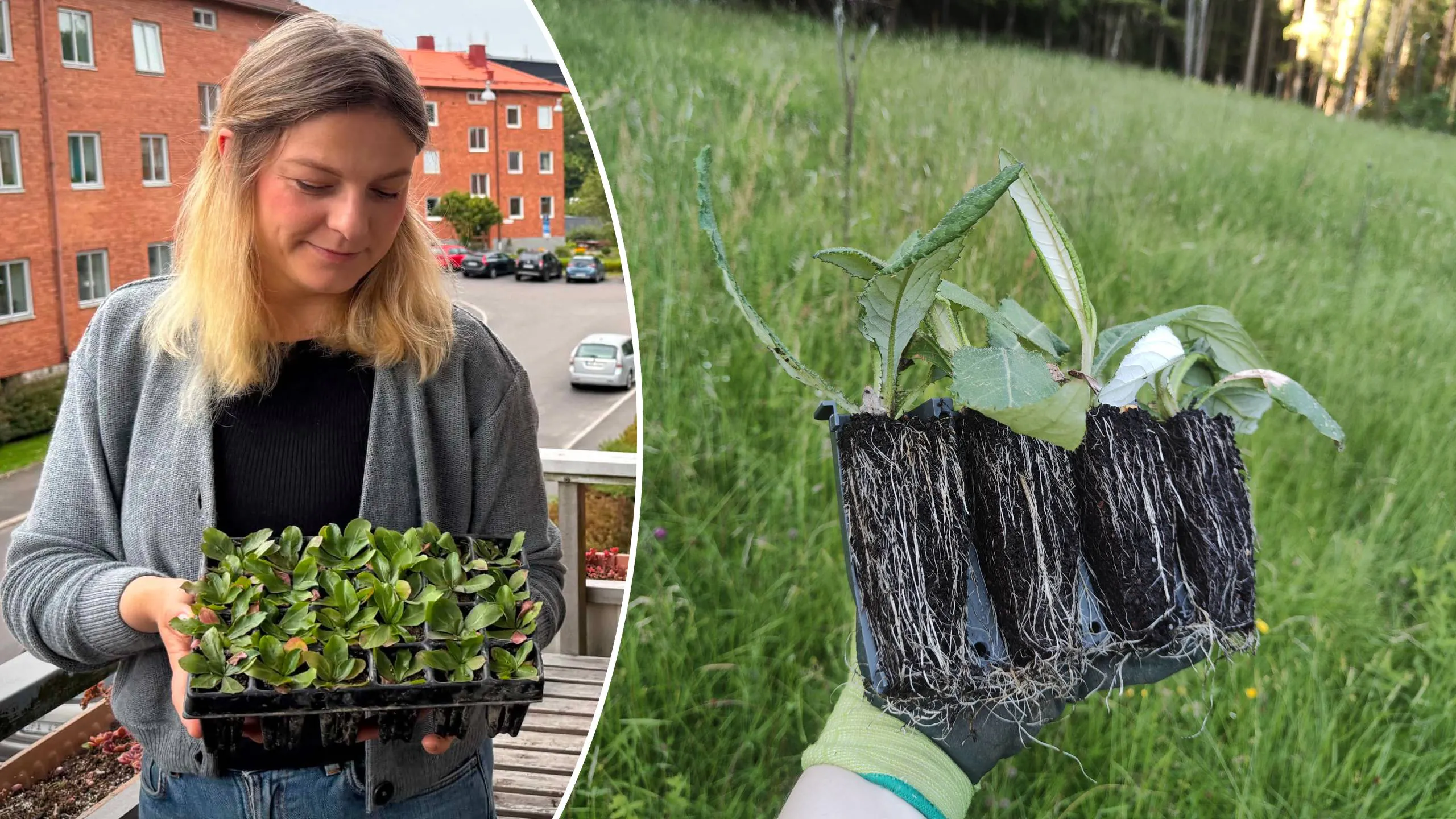 Anna Pielach har odlat ungefär 600 plantor ängsväxter på sin balkong, enbart i år. De planteras sedan ut i en äng.