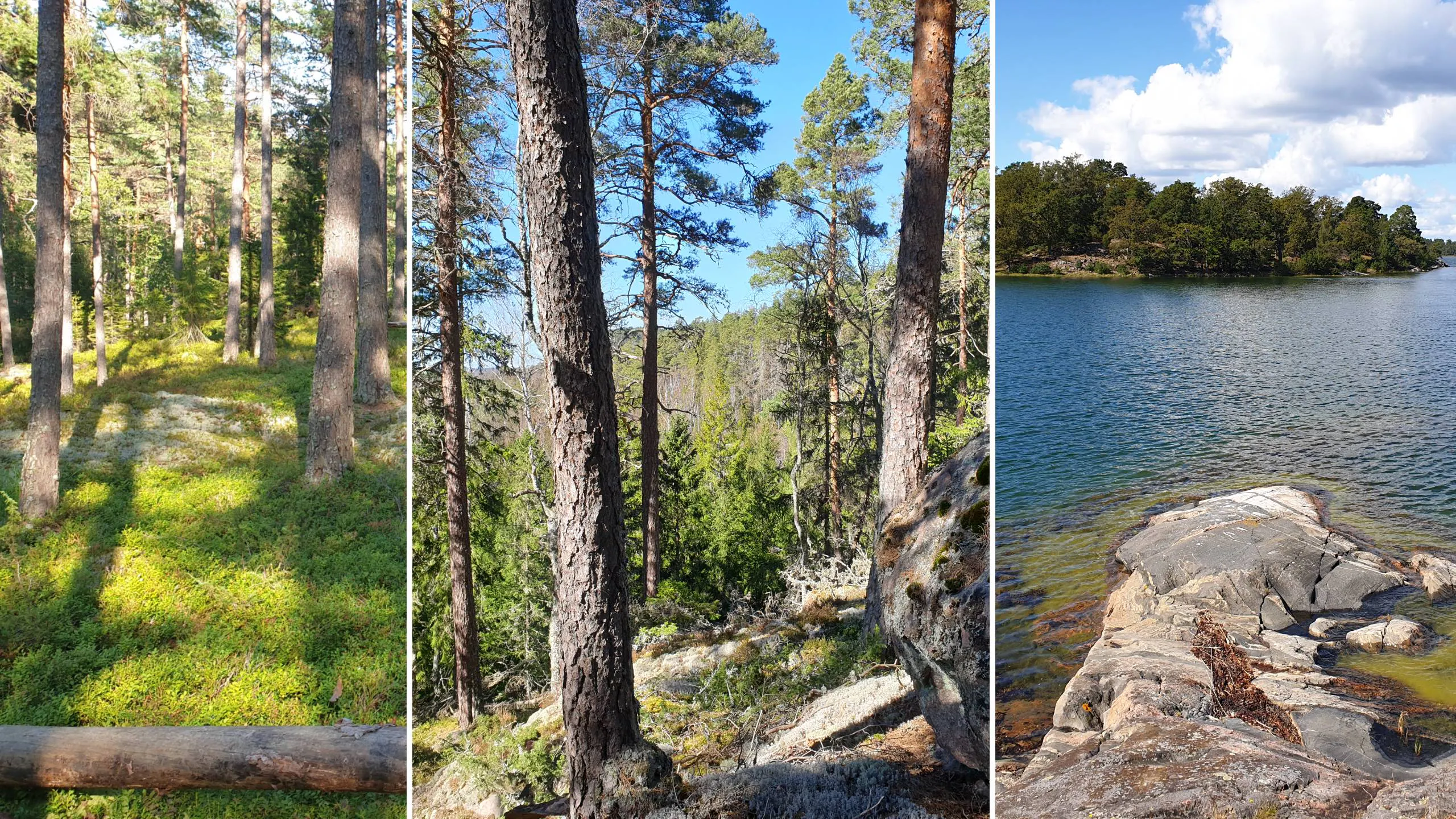 Nya naturreservat i Östergötland.