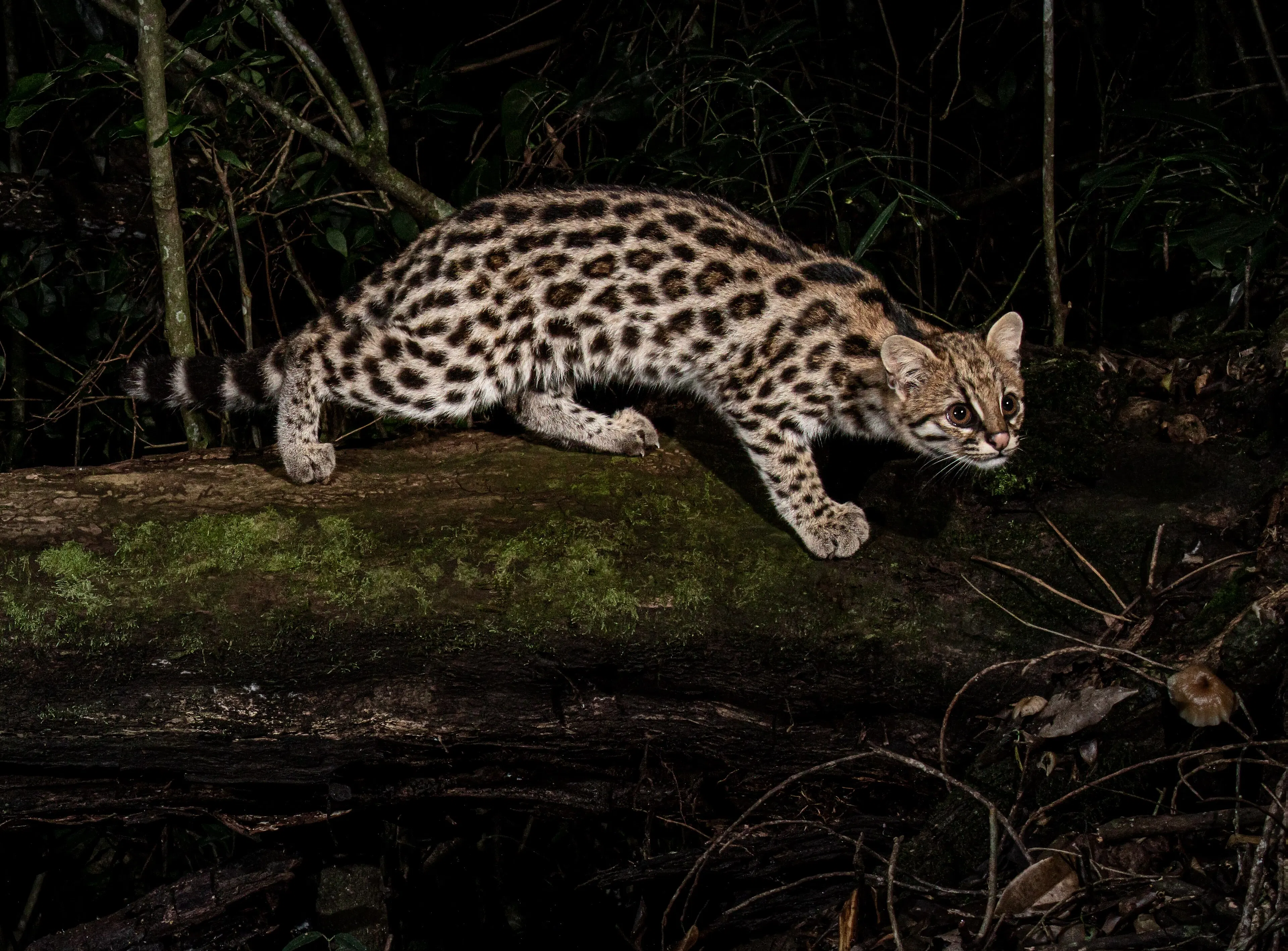 Kattarten Leopardus guttulus.